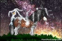 Horse Color:White Spotted Bay Appaloosa 