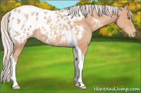 Horse Color:Silver Amber Champagne Tobiano Appaloosa Rabicano 