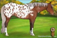 Horse Color:Silver Bay Appaloosa Rabicano
