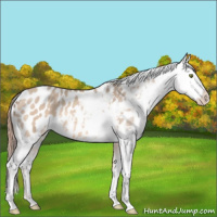 Horse Color:Amber Champagne Dun Appaloosa