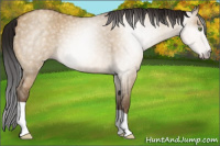 Horse Color:Gray Amber Champagne Dun Rabicano 