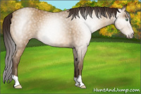 Horse Color:Gray Sable Cream Champagne Appaloosa 