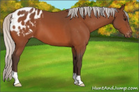 Horse Color:Silver Bay Appaloosa