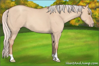 Horse Color:Silver Classic Champagne Dun