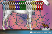 Horse Color:Gray Bay Roan Appaloosa Rabicano and Silver Amber Champagne Dun Appaloosa Rabicano