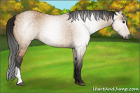 Horse Color:Gray Bay Dun 