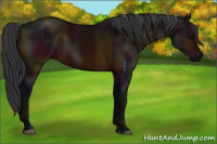 Horse Color:Midnight Brown 