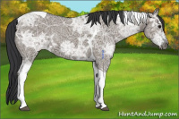 Horse Color:Grullo Ice Tobiano 