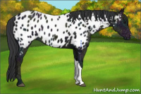 Horse Color:Midnight Black Ice Near Leopard 