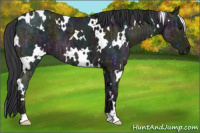 Horse Color:White Spotted Midnight Grullo Ice 