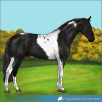 Horse Color:Midnight Smoky Grullo Tobiano