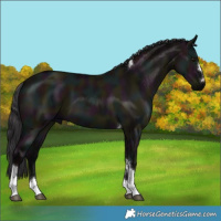 Horse Color:Midnight Smoky Grullo Tobiano 