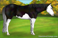 Horse Color:Midnight Bay Ice Splash 