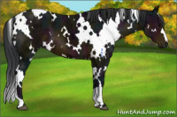 Horse Color:White Spotted Midnight Brown Ice 