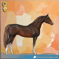Horse Color:White Spotted Liver Chestnut 
