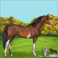Horse Color:White Spotted Bay Varnish 