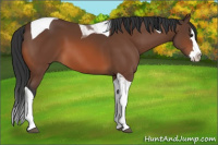 Horse Color:Brown Splash Tobiano 