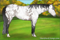 Horse Color:Gray Brown Appaloosa 