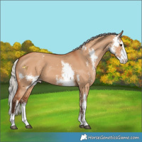 Horse Color:Silver Bay Dun Sabino 