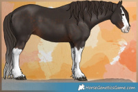 Horse Color:Liver Chestnut Splash 