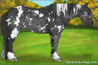 Horse Color:White Spotted Black 