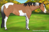 Horse Color:Bay Roan Splash Tobiano 