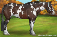 Horse Color:White Spotted Bay Sabino 