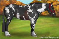 Horse Color:White Spotted Brown 