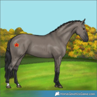 Horse Color:Grullo 