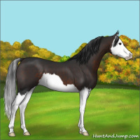 Horse Color:Brown Splash 