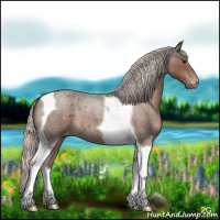 Horse Color:Silver Blue Roan Tobiano Appaloosa 
