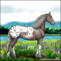 Horse Color:Silver Black Tobiano Appaloosa 