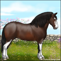 Horse Color:Gray Bay Sabino 