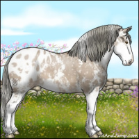 Horse Color:Liver Red Dun Mushroom Sabino Appaloosa 