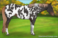 Horse Color:Liver Chestnut Tobiano Appaloosa