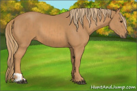 Horse Color:Chestnut  and Chestnut 