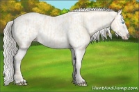 Horse Color:Cremello Splash  and Cremello Splash Appaloosa 
