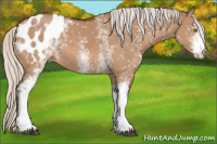 Horse Color:White Spotted Silver Bay Dun Appaloosa 