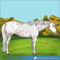 Horse Color:Silver Brown Sabino Splash Appaloosa  and Silver Brown Sabino Splash Frame Appaloosa 