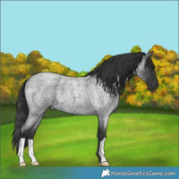 Horse Color:Blue Roan 