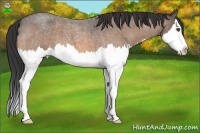 Horse Color:Buckskin Roan Splash 