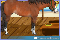 Horse Color:Bay Rabicano 