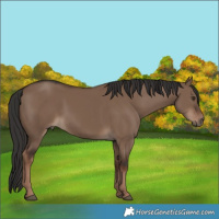Horse Color:Liver Red Dun 