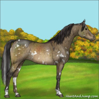 Horse Color:White Spotted Buckskin Dun Mushroom Brindle 