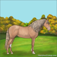 Horse Color:Gold Champagne 