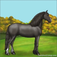 Horse Color:Smoky Black 