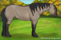 Horse Color:Brown Dun 