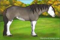 Horse Color:Smoky Grullo Splash 
