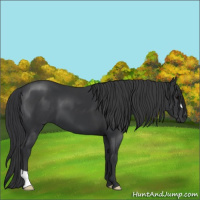 Horse Color:Black 