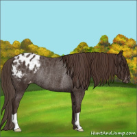 Horse Color:Liver Chestnut Appaloosa Rabicano 